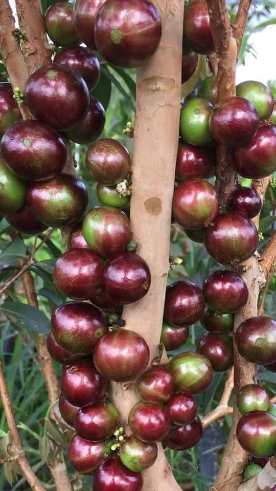 Jaboticaba Red Hybrid(Layered)
