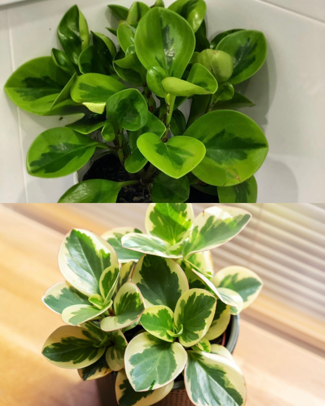 Peperomia Combo(2 varieties)