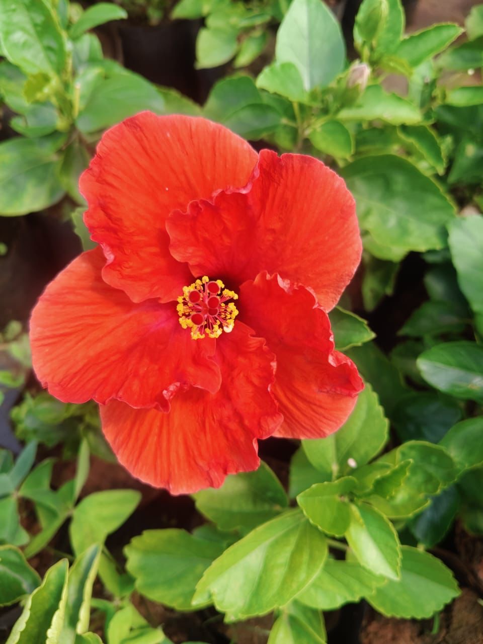 Hibiscus Reddish Orange Hybrid