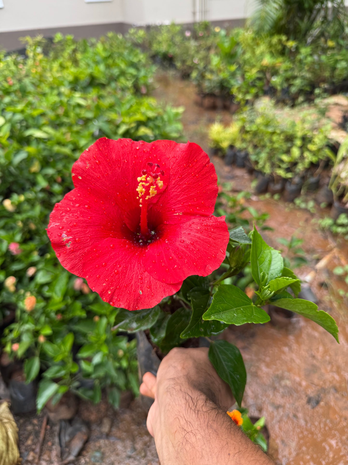 Hibiscus Hybrid Code 04