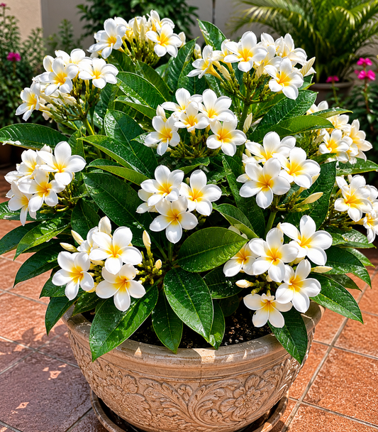 Plumeria White