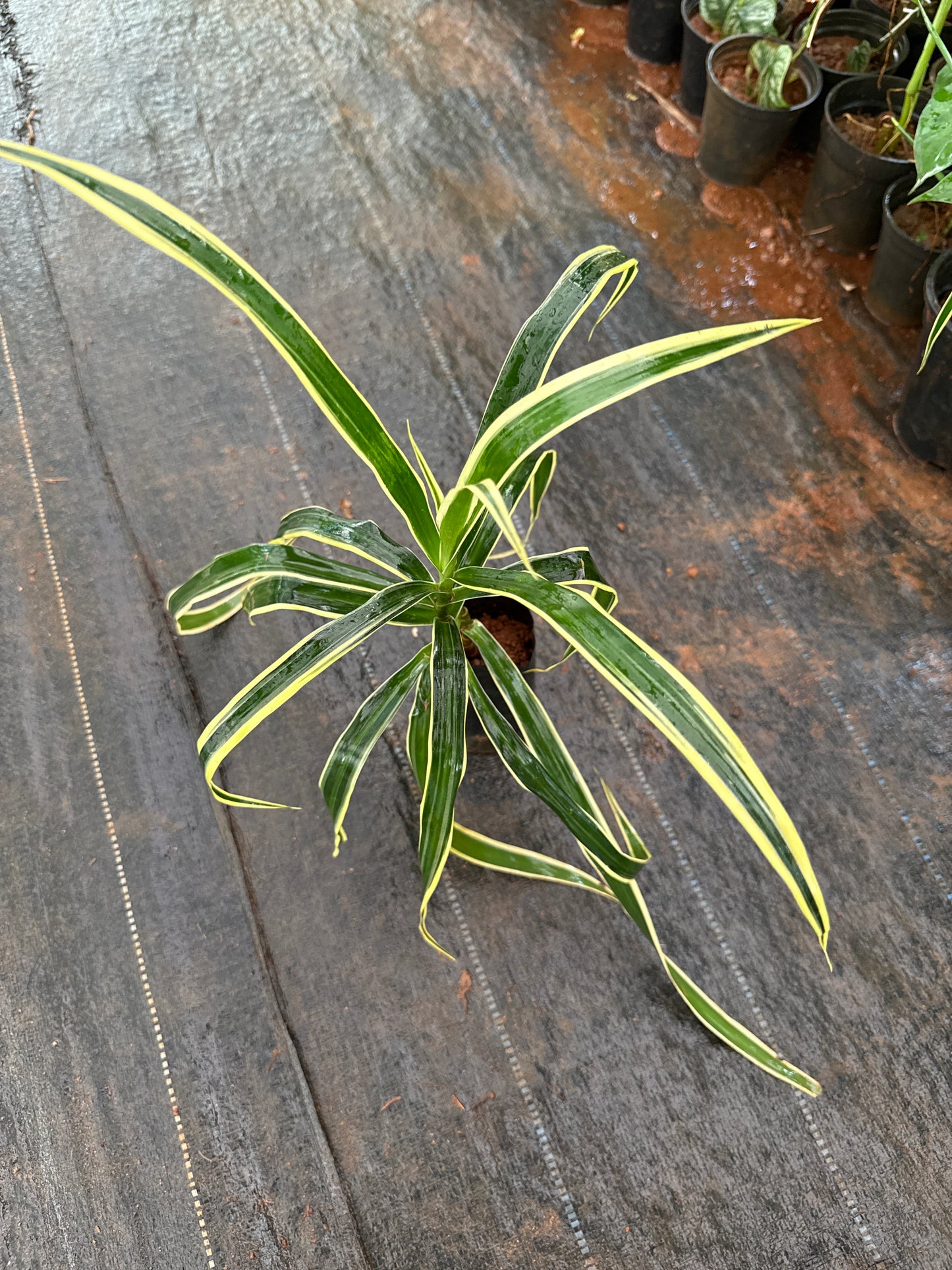 Dracaena reflexa
