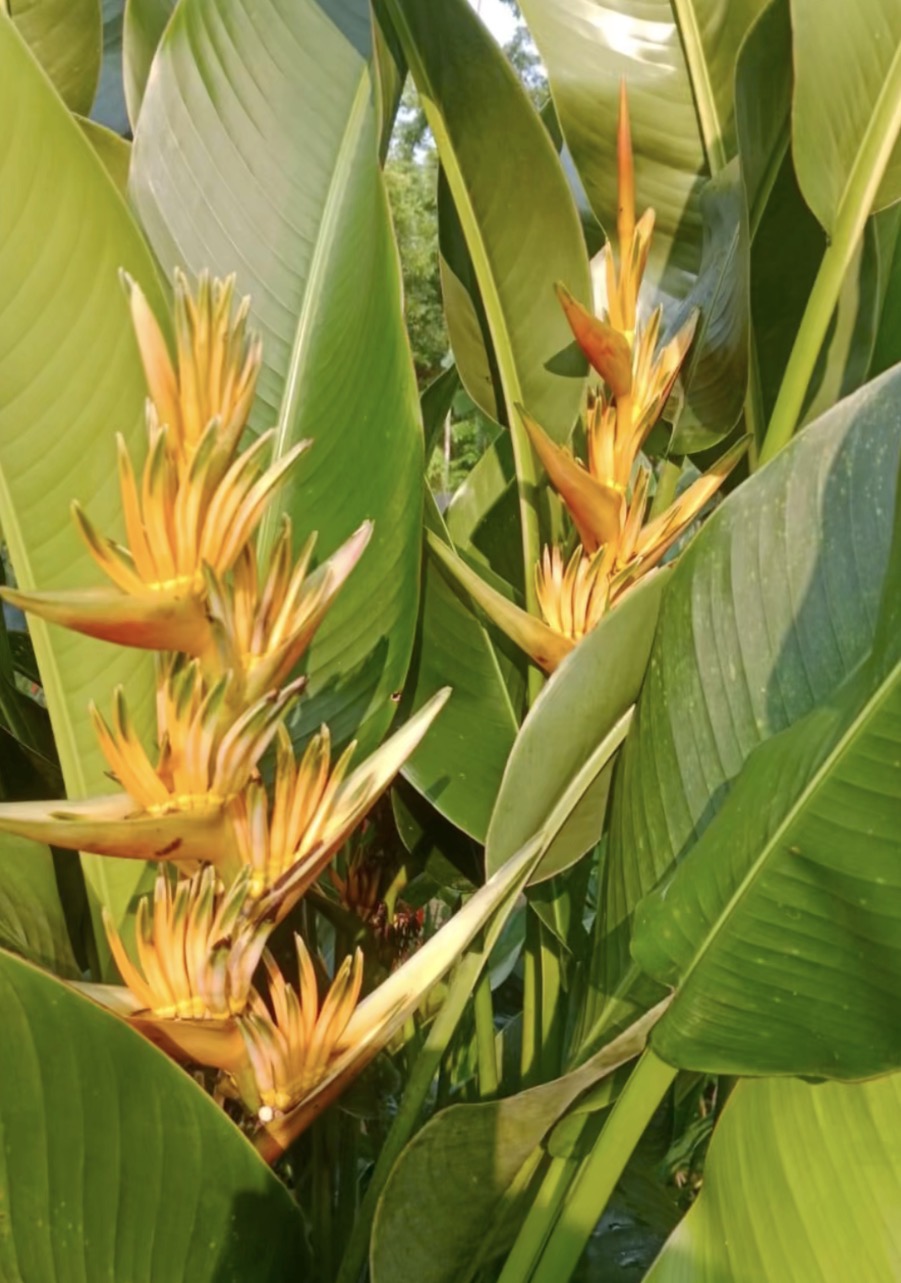Dorgie Water Heliconia