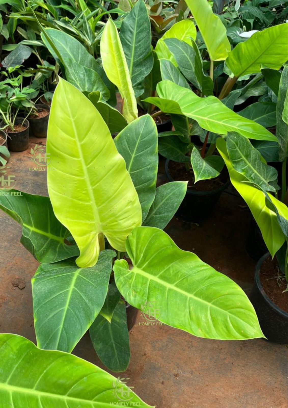 Philodendron Golden Melinonii(Big Size)