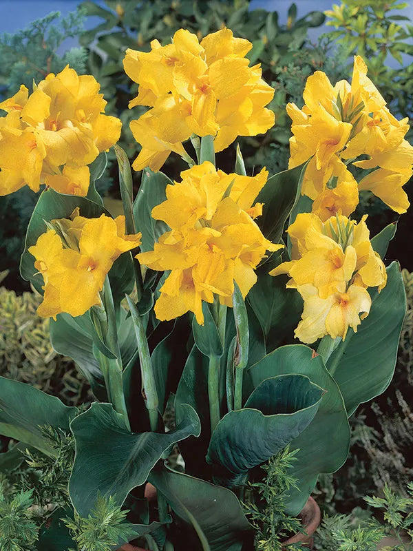 Canna Lilli Yellow Hybrid