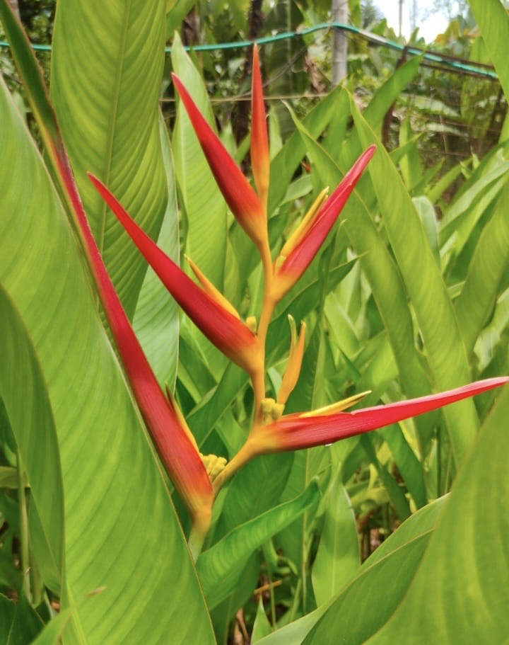 Heliconia Caramsitta