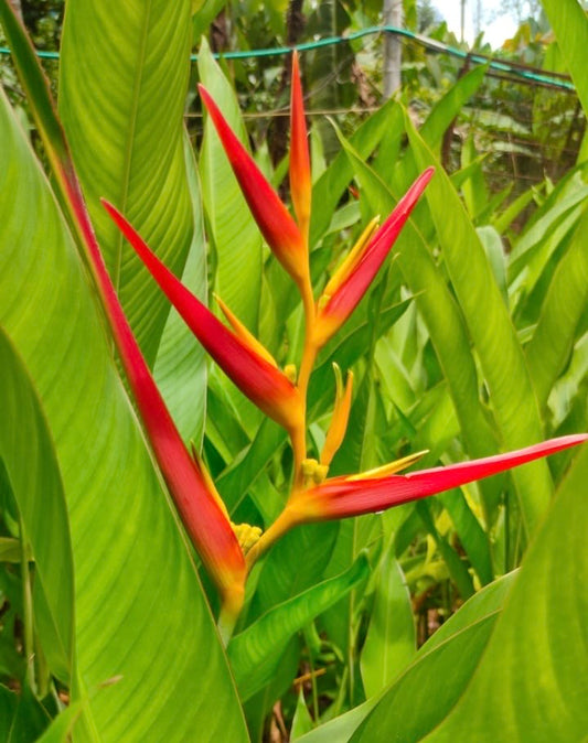 Heliconia Caramsitta