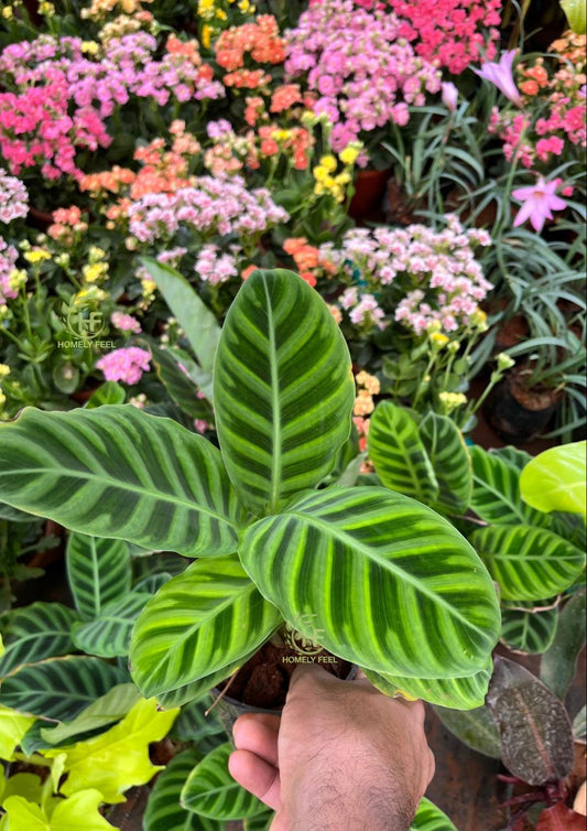 Calathea Zebrina