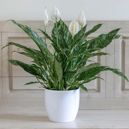 Peace Lilly Domino Variegated