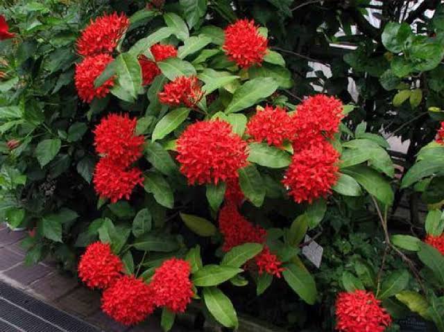 Ixora Red