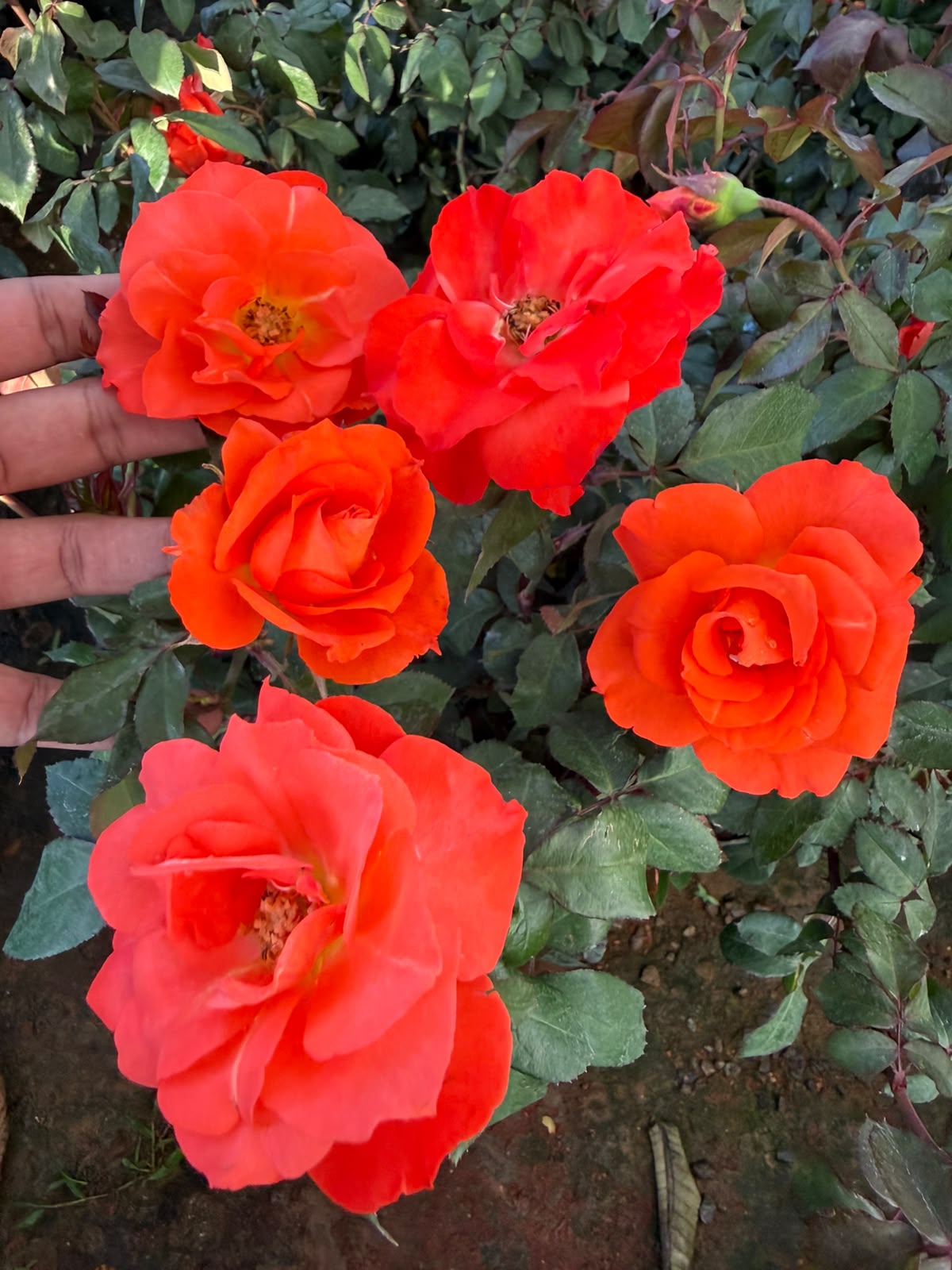 Princess orange Rose