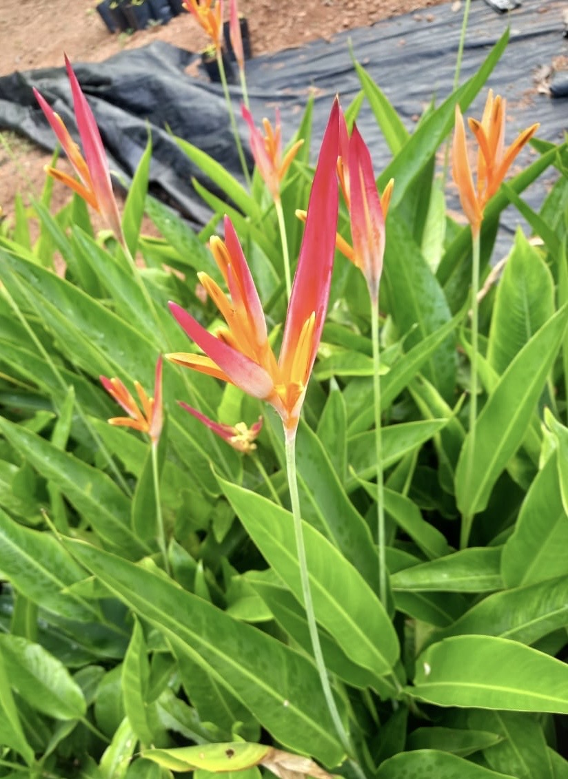 Heliconia Spetra