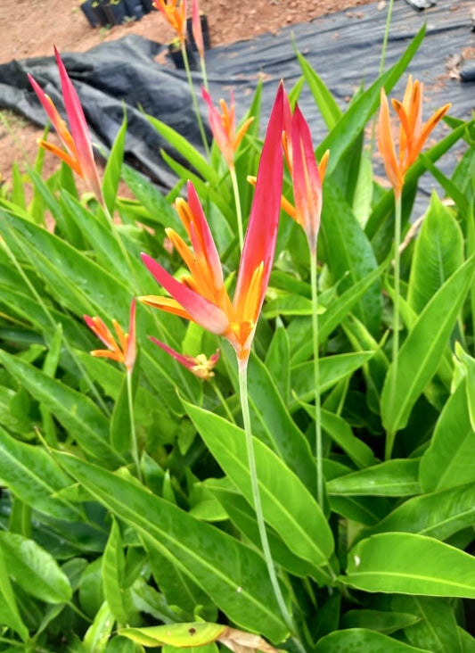 Heliconia Spetra