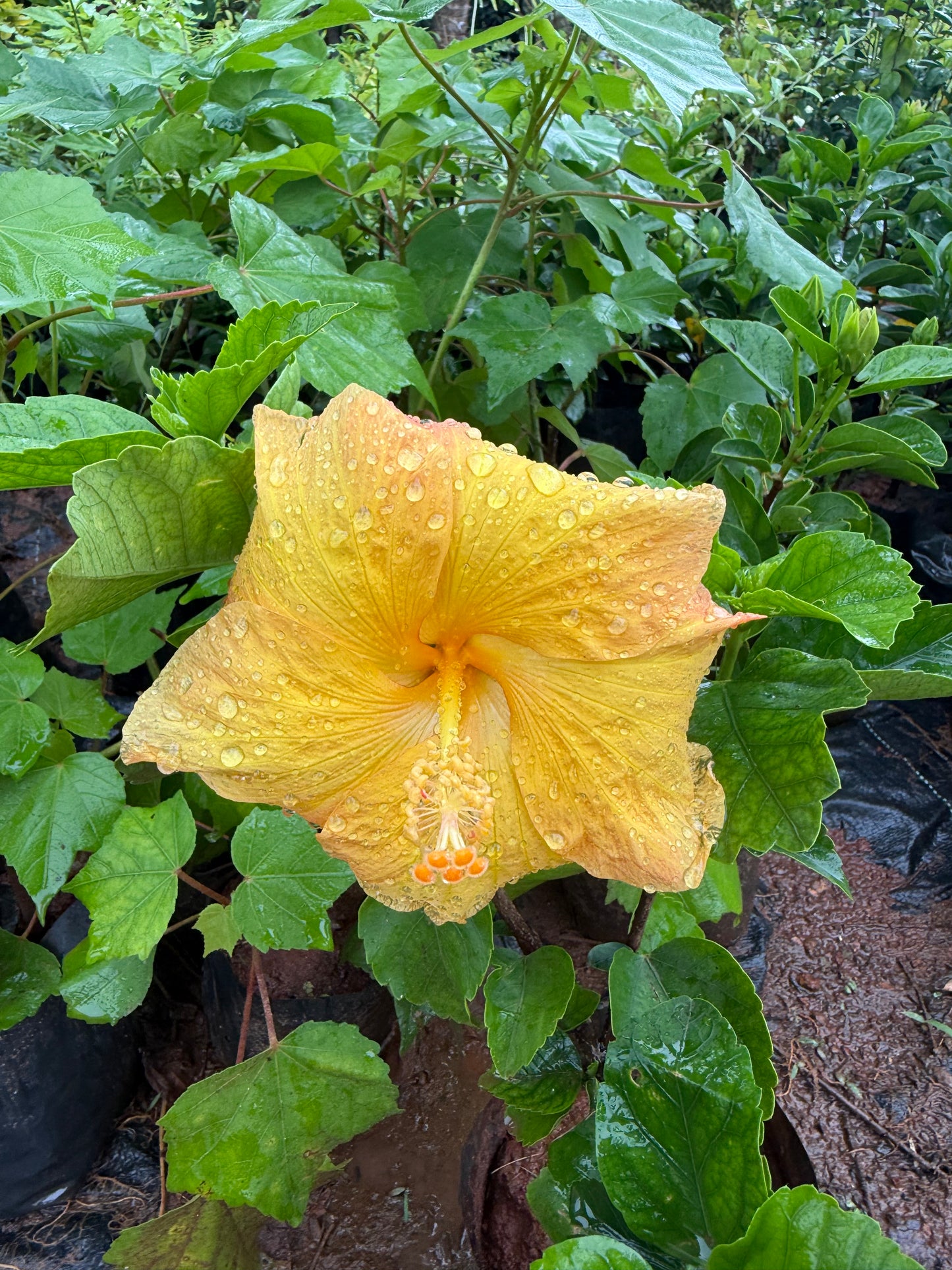 Hibiscus Royal Gold Hybrid
