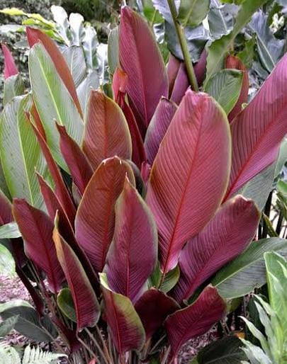 Wheat Calathea
