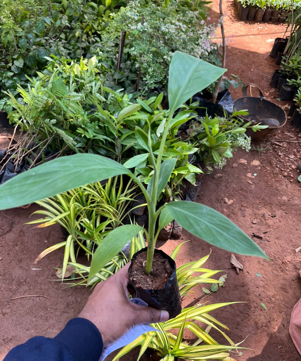 Poovan Banana(Tissue Culture)