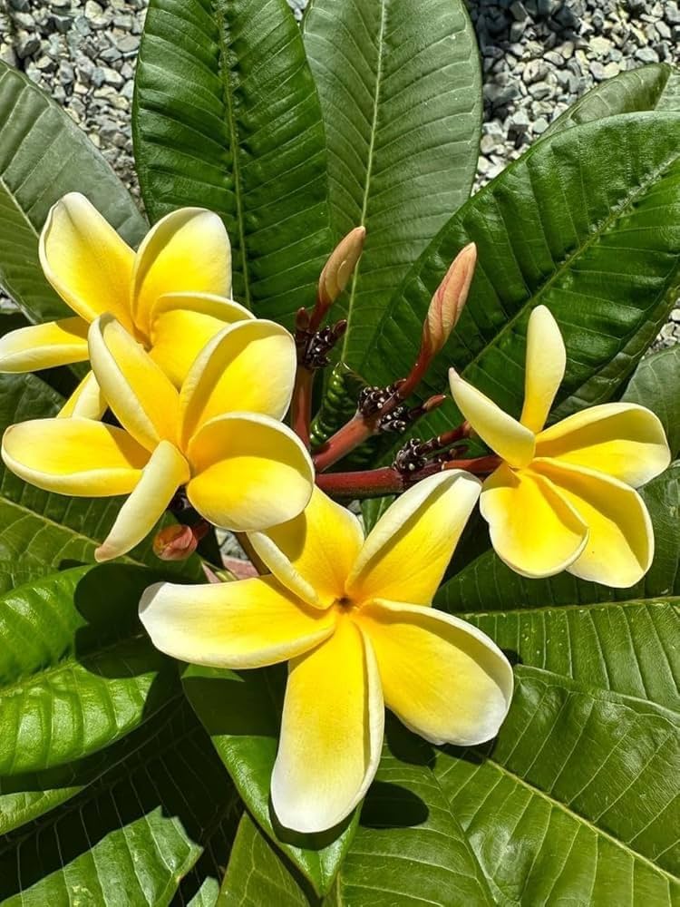 Plumeria Yellow