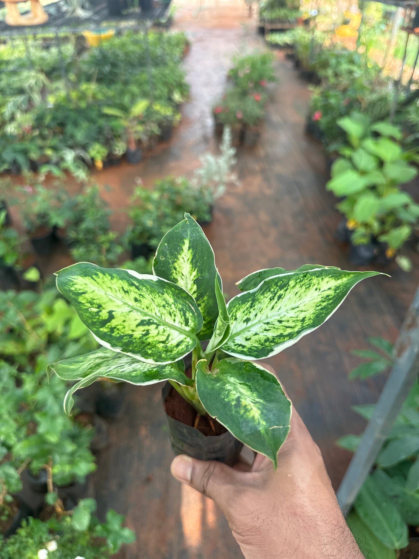 Dieffenbachia Maculata(single shoot)