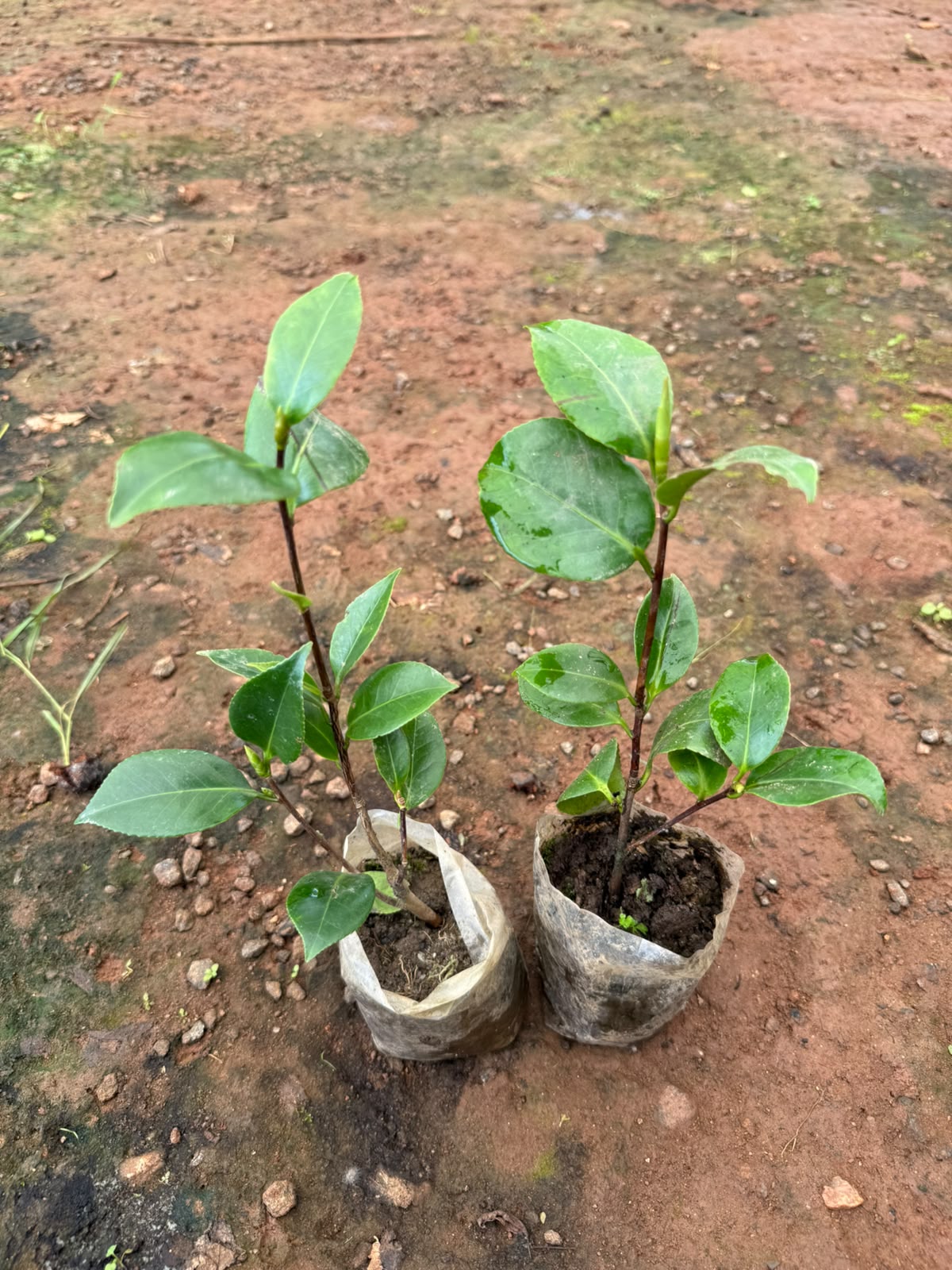 Camellia Single Plant (Any colour)