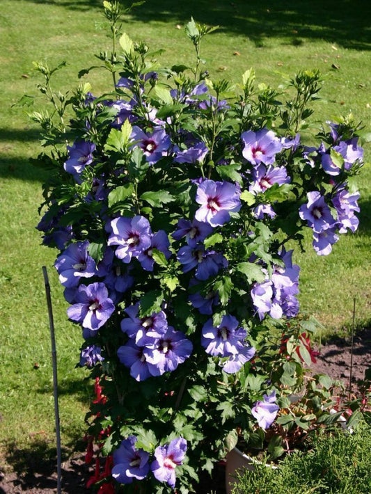 Hibiscus syriacus 'Blue Bird'
