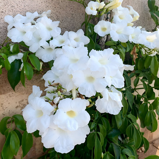 White Bower Vine Creeper