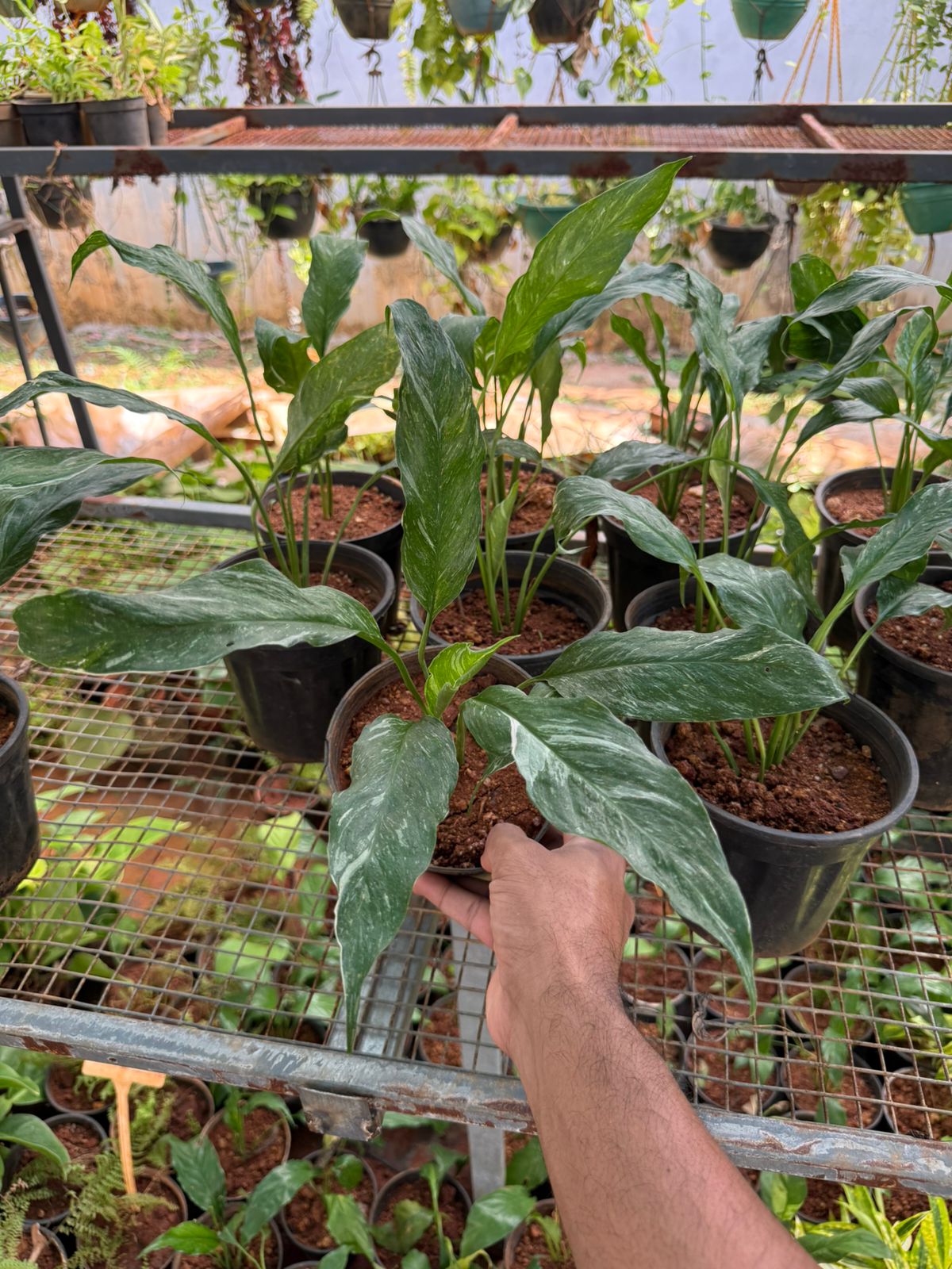 Peace Lilly Domino Variegated