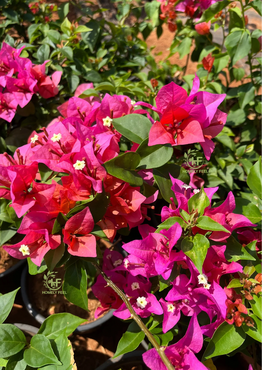 Bougainvillea Pink with orange inside