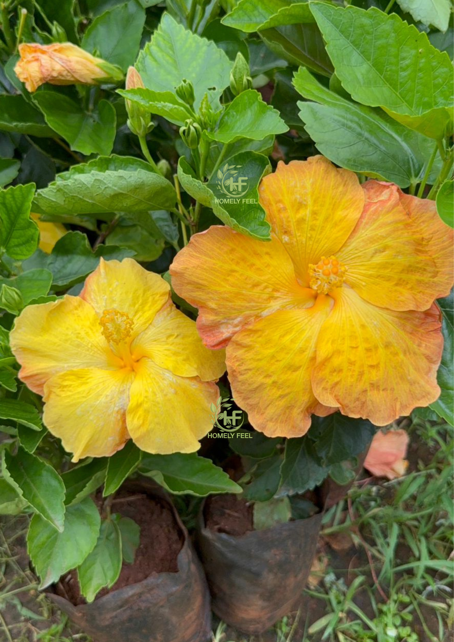 Hibiscus Royal Gold Hybrid
