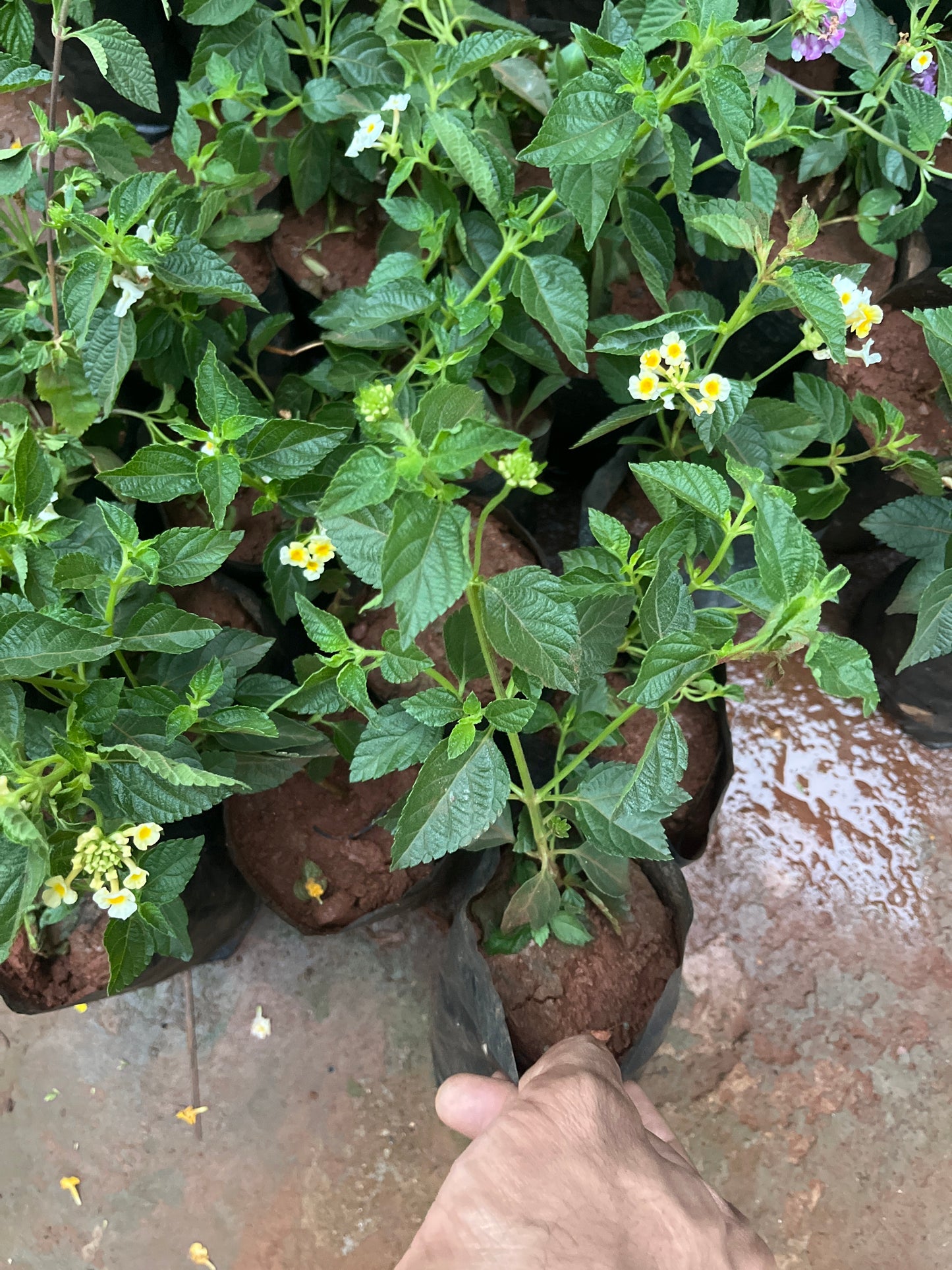 Lantana Yellow+White