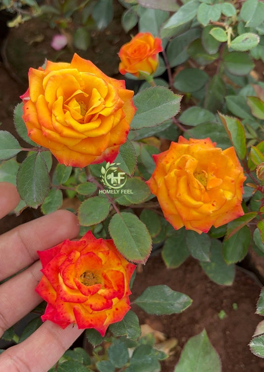 Charishma Rose(Own Rooted)