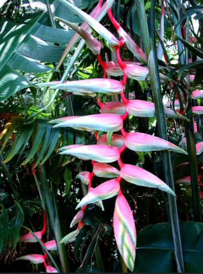 Heliconia Sexy Pink