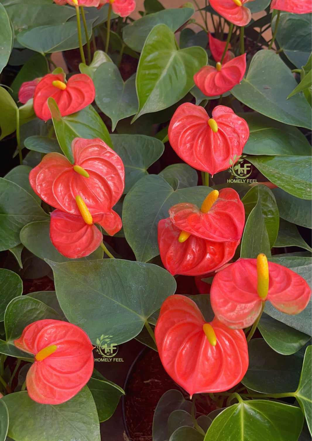 Anthurium Varieties – Homely Feel Gardens