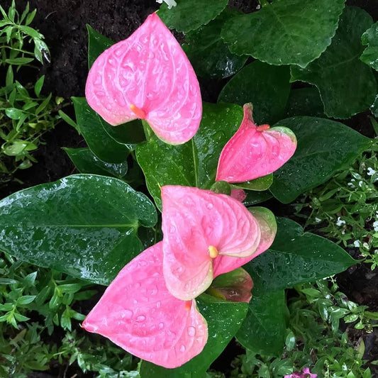 Anthurium Miniature Pink(Bushy Plant)