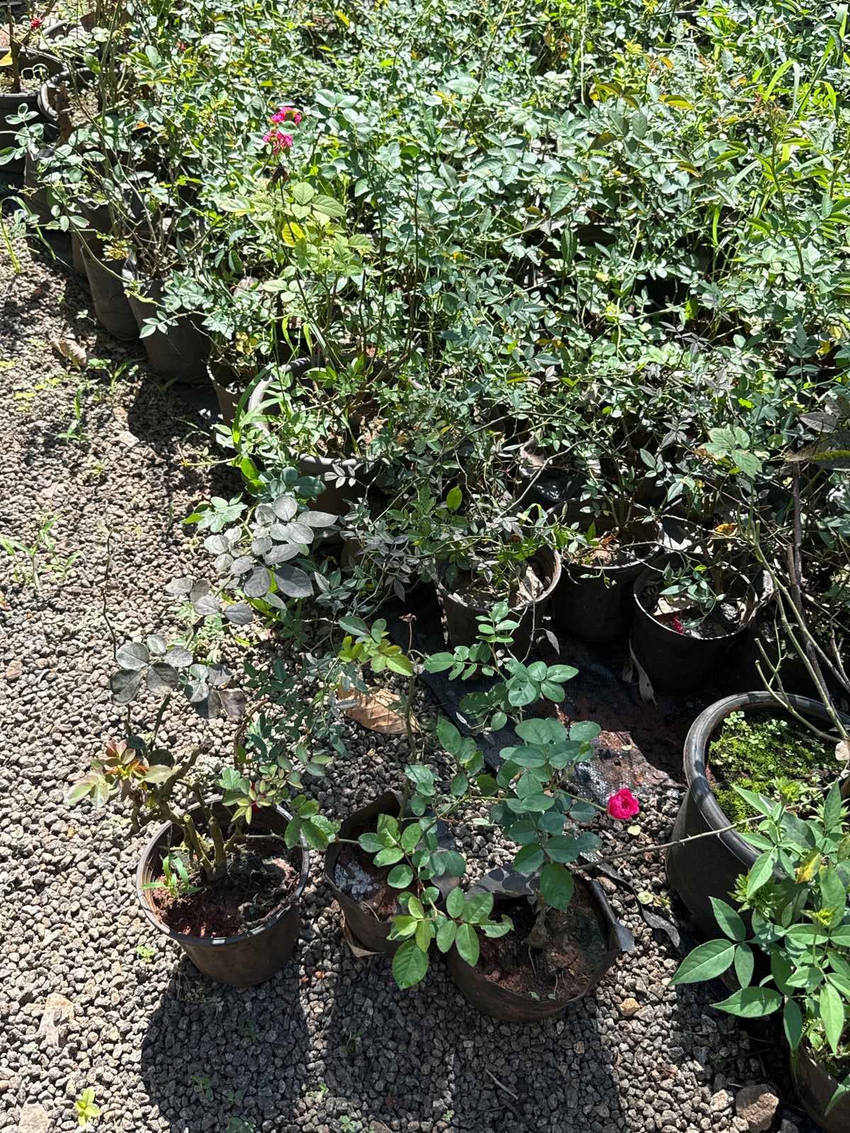 Rose combo(10 varieties)
