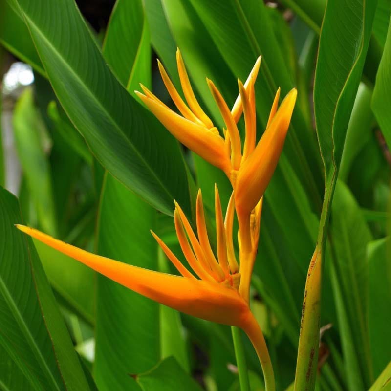 Heliconia Golden Torch
