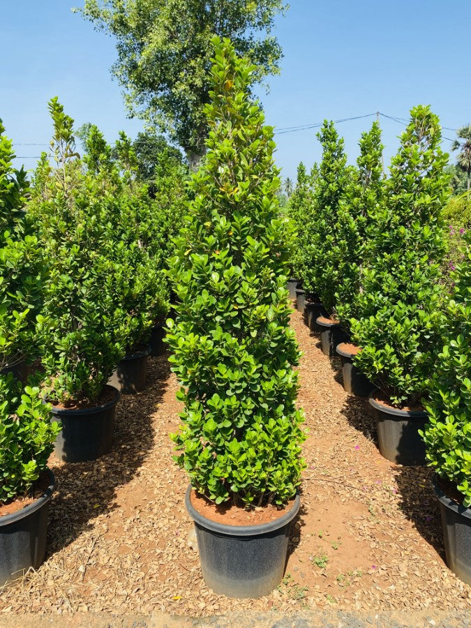 Ficus Apollo