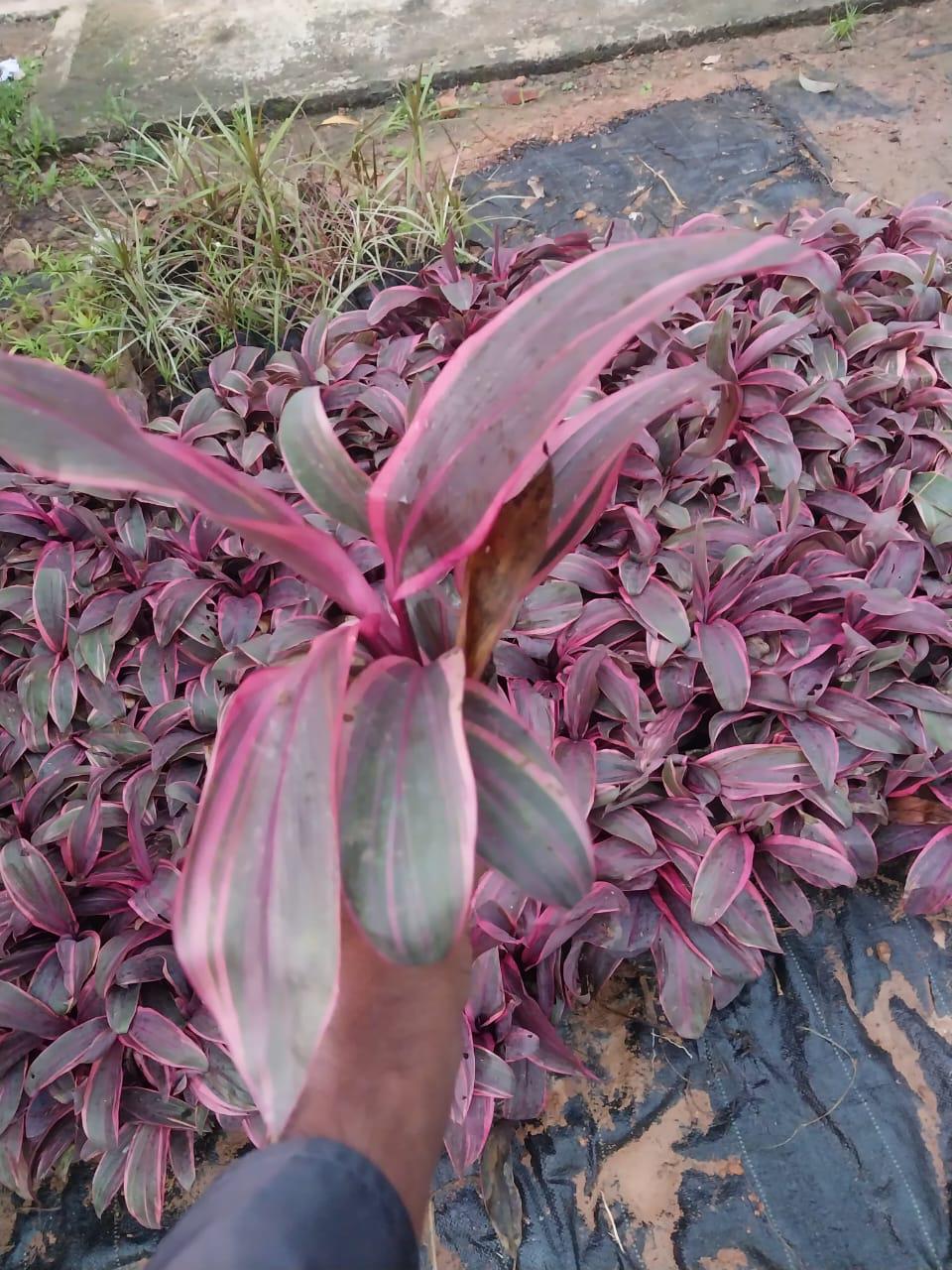 Dracaena Mahatma Red Dwarf