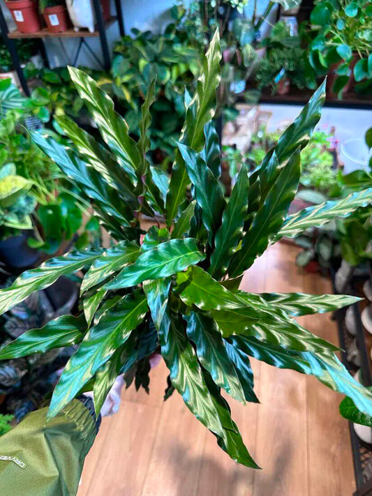 Calathea Rufibarba