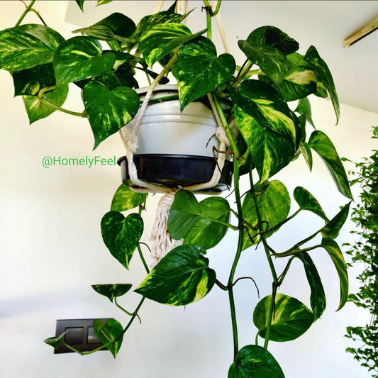 Golden Pothos 4 shoots