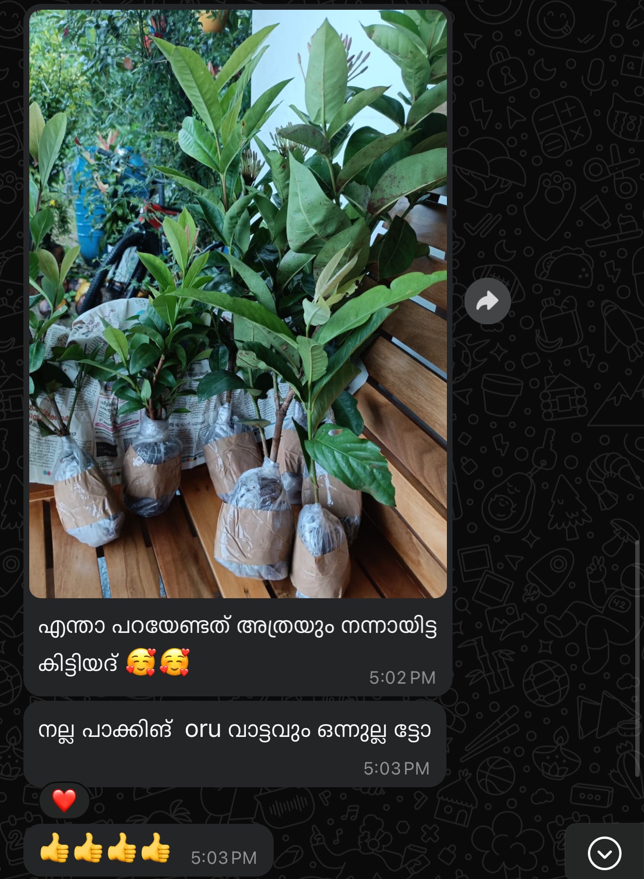Ixora Combo(7 Varieties)
