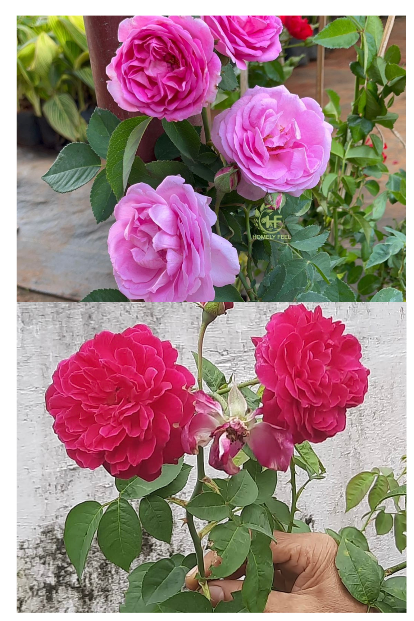 Panineer Rose Combo(Damascus & Edward)(Own Rooted-Nadan)(Scented)
