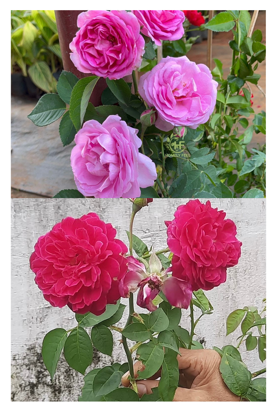 Panineer Rose Combo(Damascus & Edward)(Own Rooted-Nadan)(Scented)
