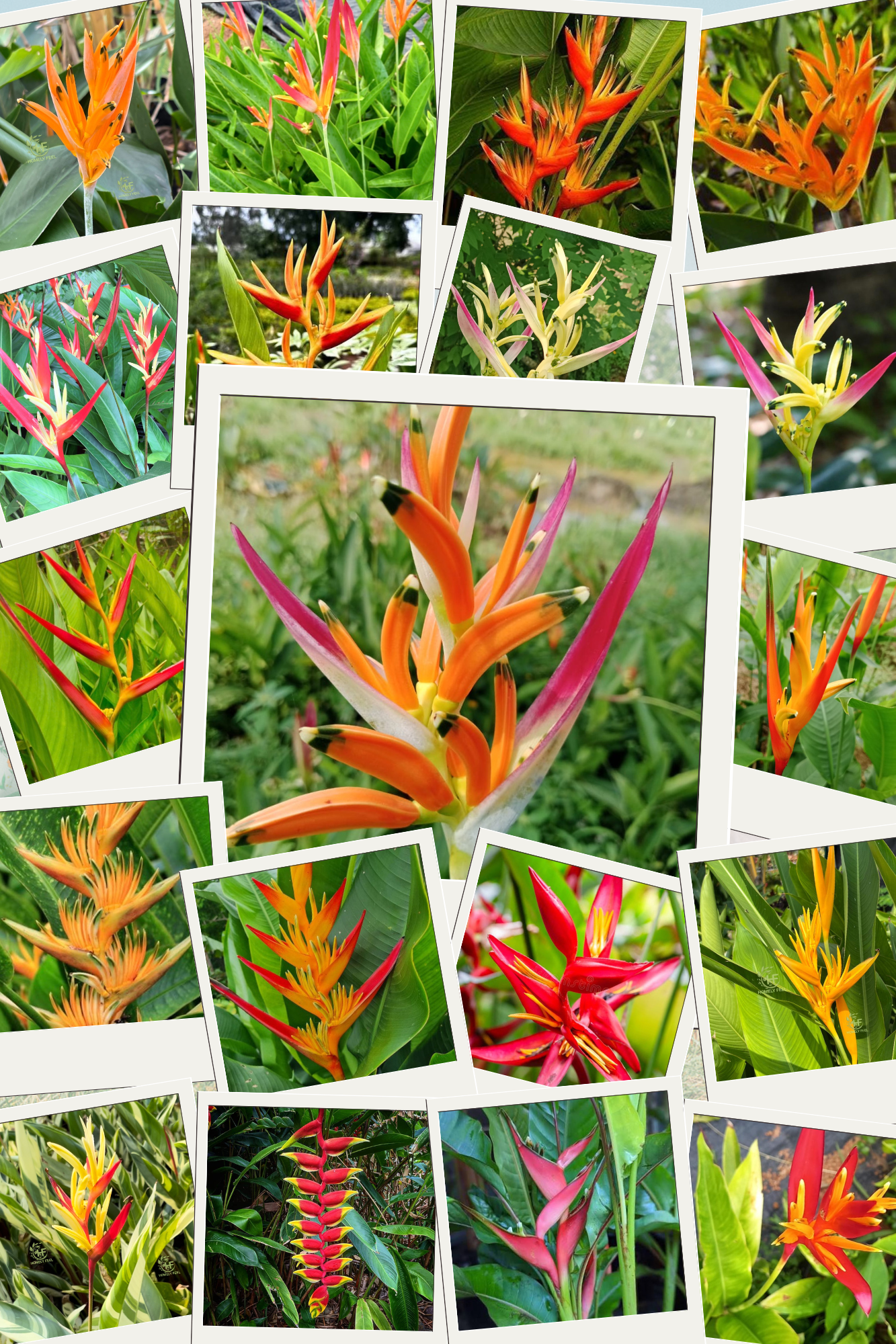 Heliconia Combo(19 varieties)