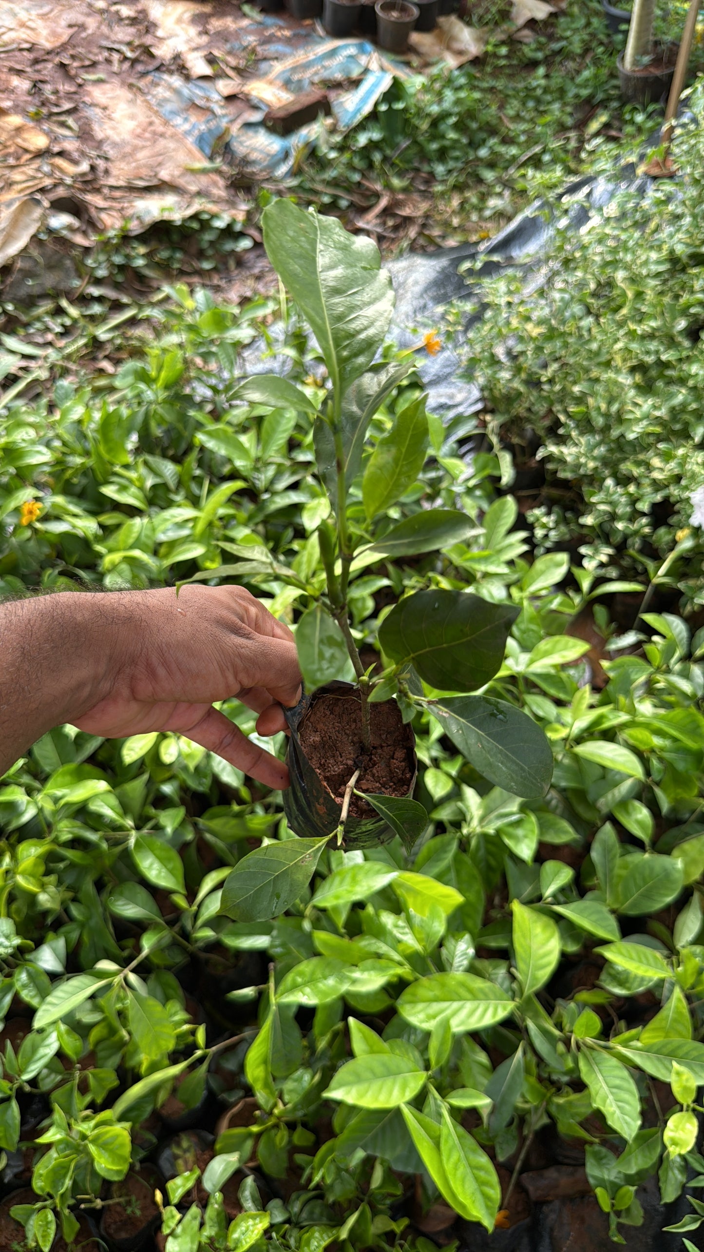 Golden Gardenia(2 Plants Combo)