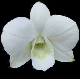 Dendrobium Orchid(Airy White) Mature Plant