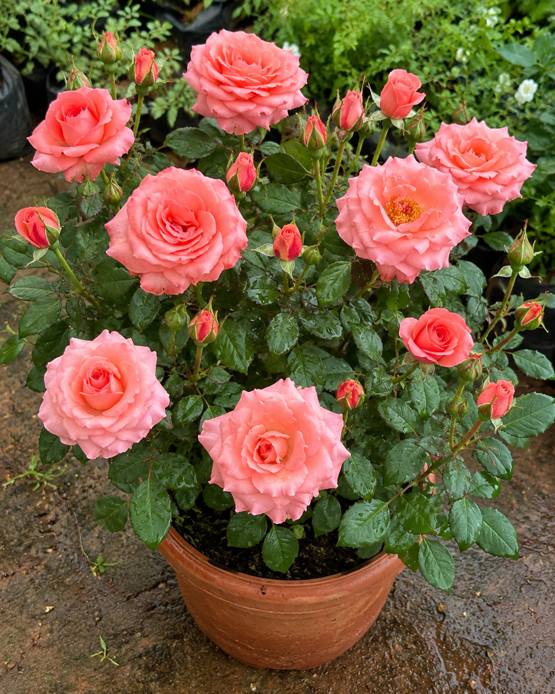 Baby Pink Rose