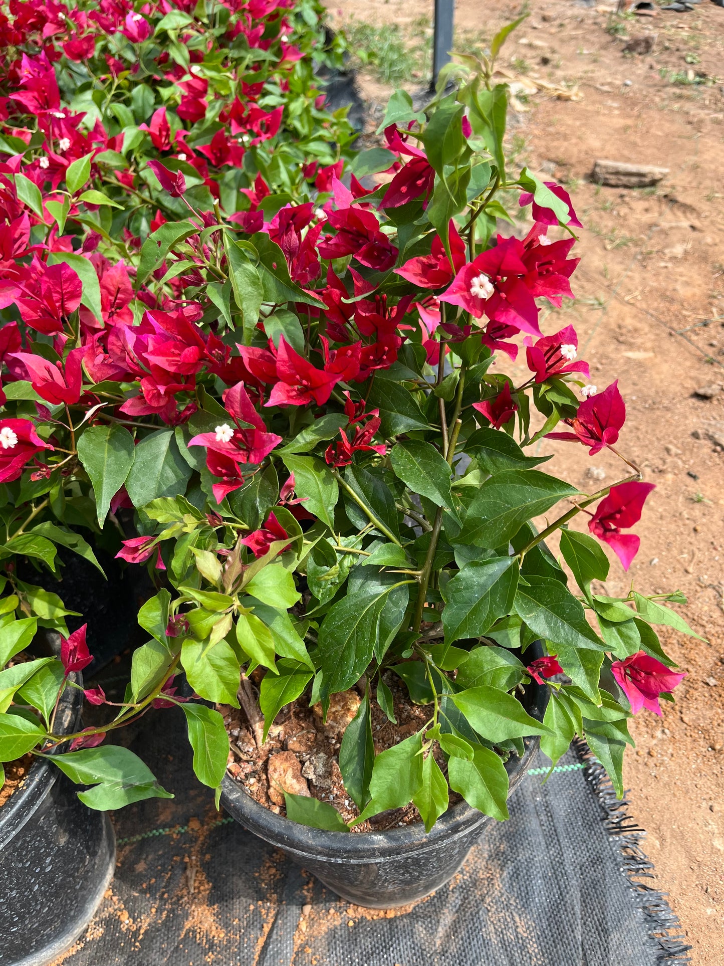 Bougainvillea Ruby Red Hybrid