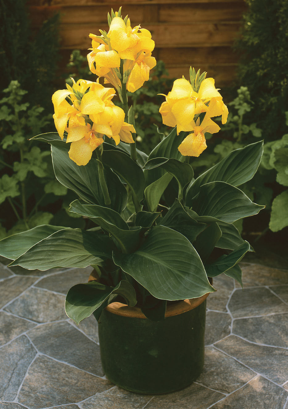 Canna Lilli Yellow Hybrid
