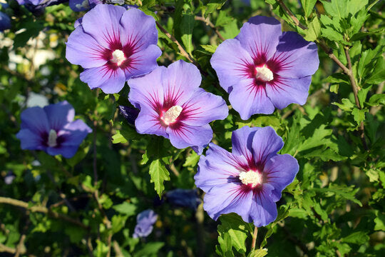 Hibiscus syriacus 'Blue Bird'