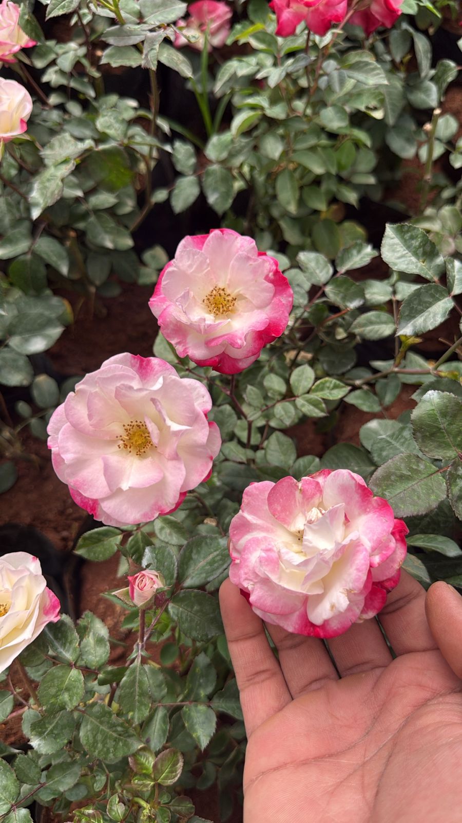 Campfire Rose